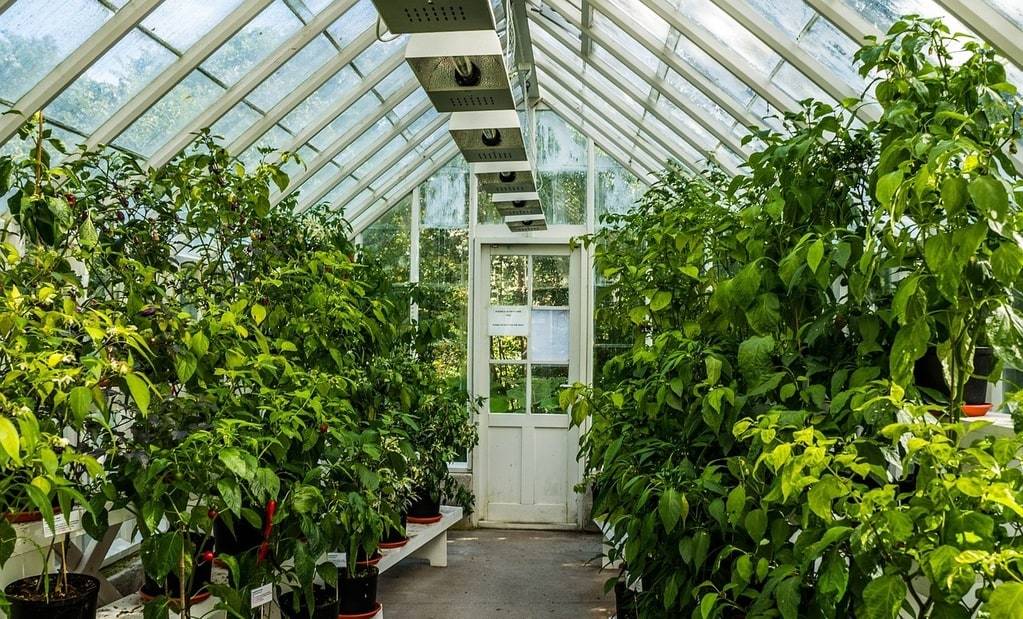 Comment choisir sa serre de jardin ?