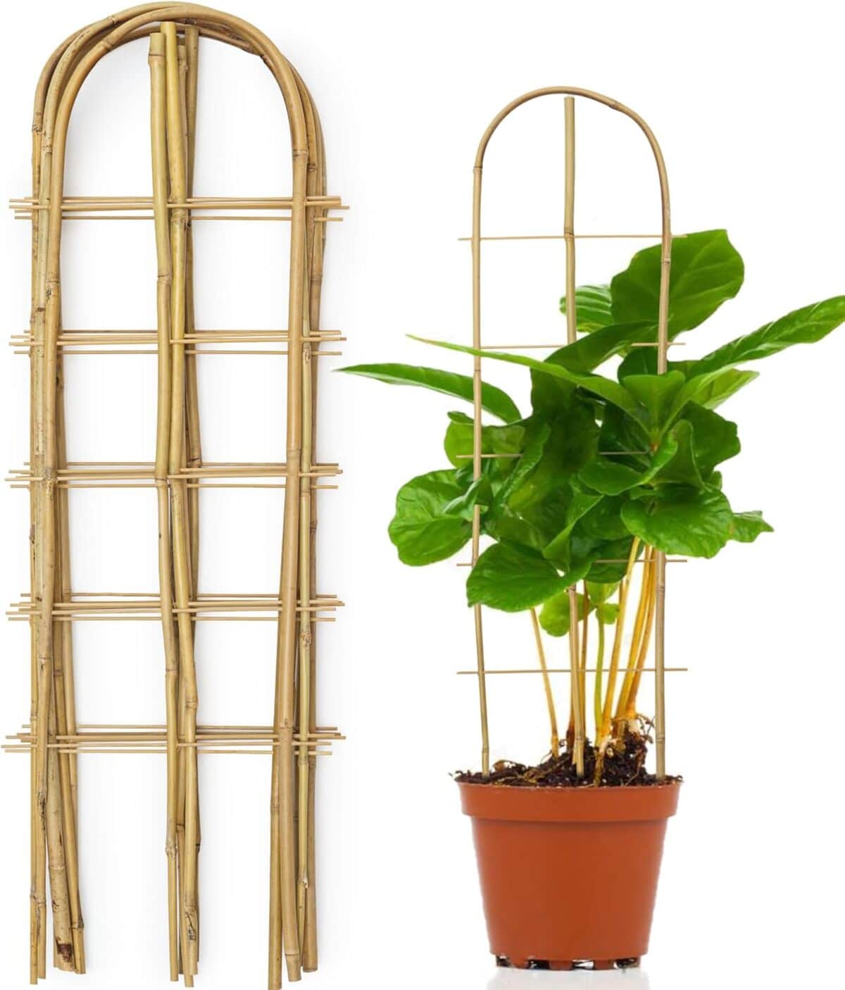 Test : treillis en bambou SWANGSA 0, 9 m pour plantes grimpantes